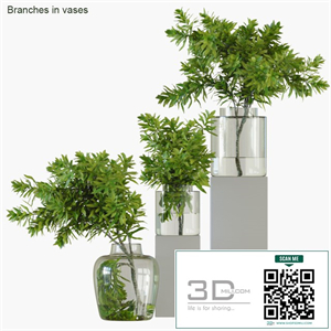 Branches in vases 32: Banksia plagiocarpa