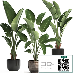 Collection of small plants in black modern pots with Banana palm, Strelitzia. Set 444.