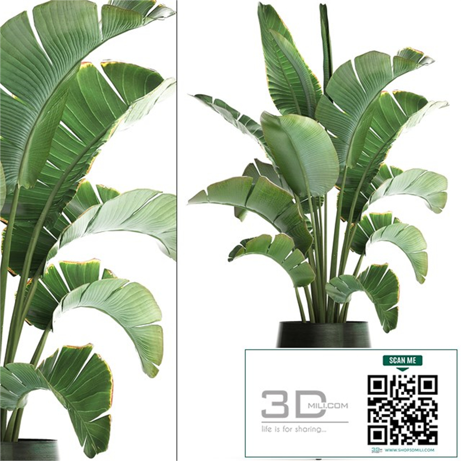 Beautiful lush decorative Banana palm in a modern luxury pot on legs with strelitzia, indoor banana. Set 446.
