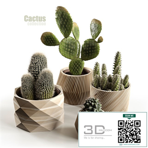Cactus collection