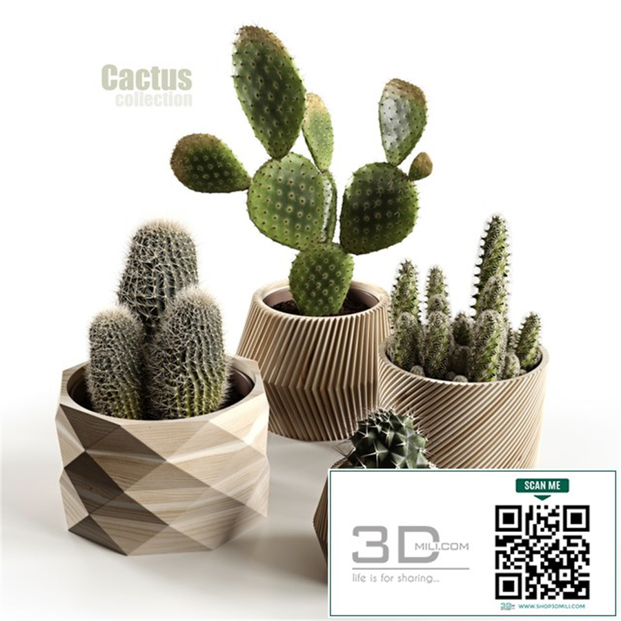 Cactus collection