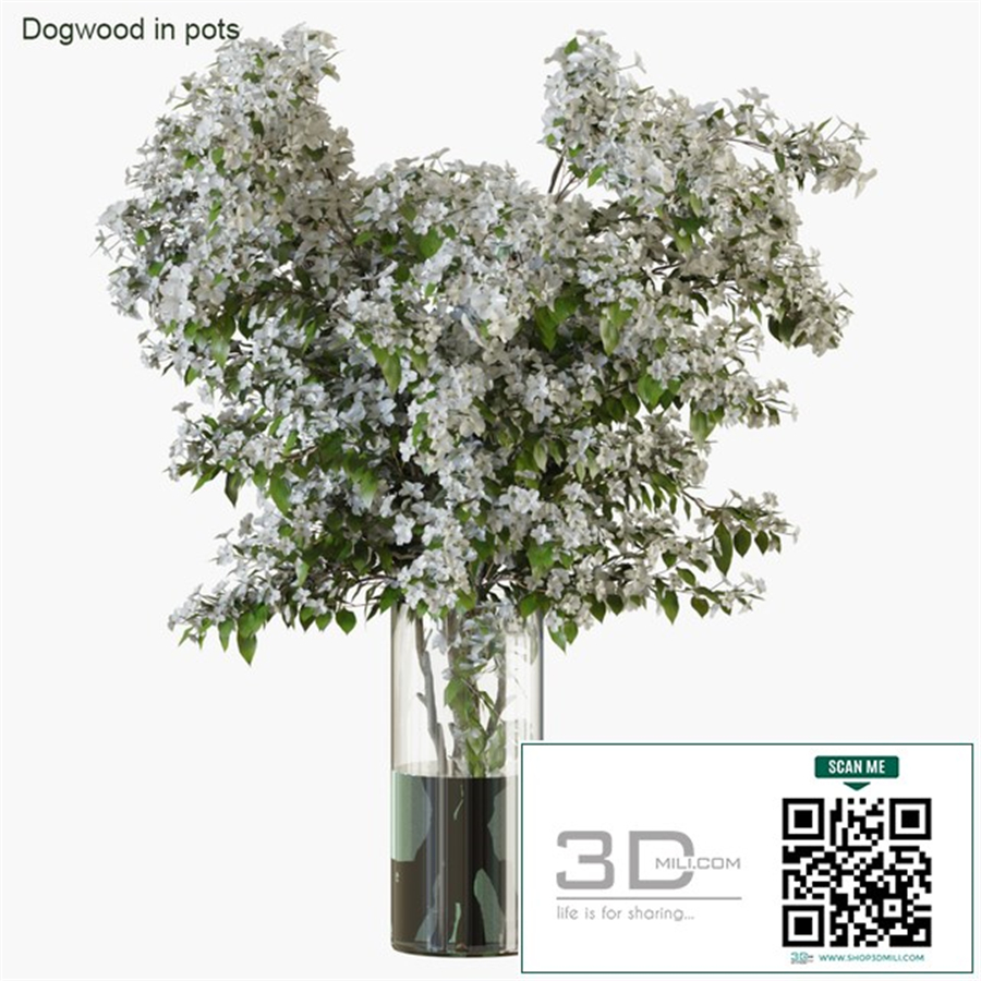 Branches in vases 34