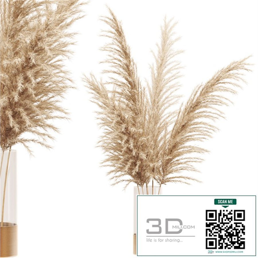 Dried flower pampas grass in glass gold vase