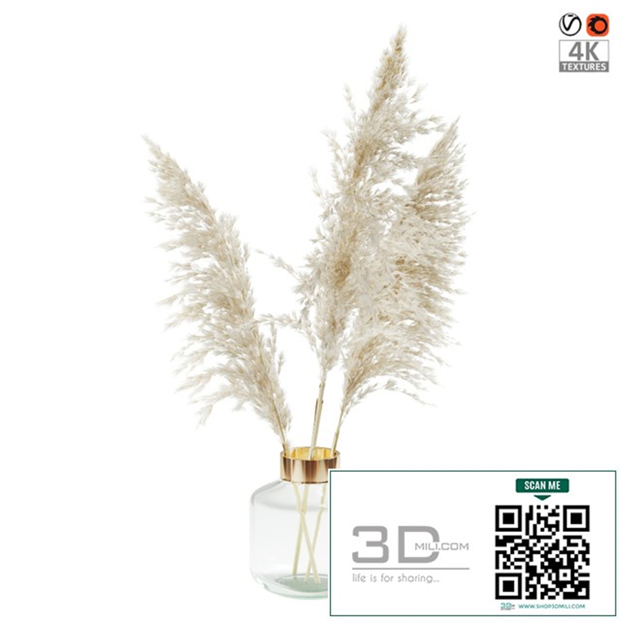 Пампасная трава (Pampas grass)