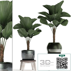 Collection of small palm plants in modern stylish round pots with flower stand and Liquala, luxury. Set 453.