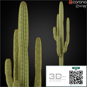 Plants collection 253
