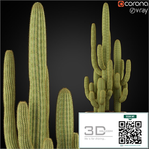 Plants collection 254
