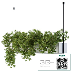Hanging box plant