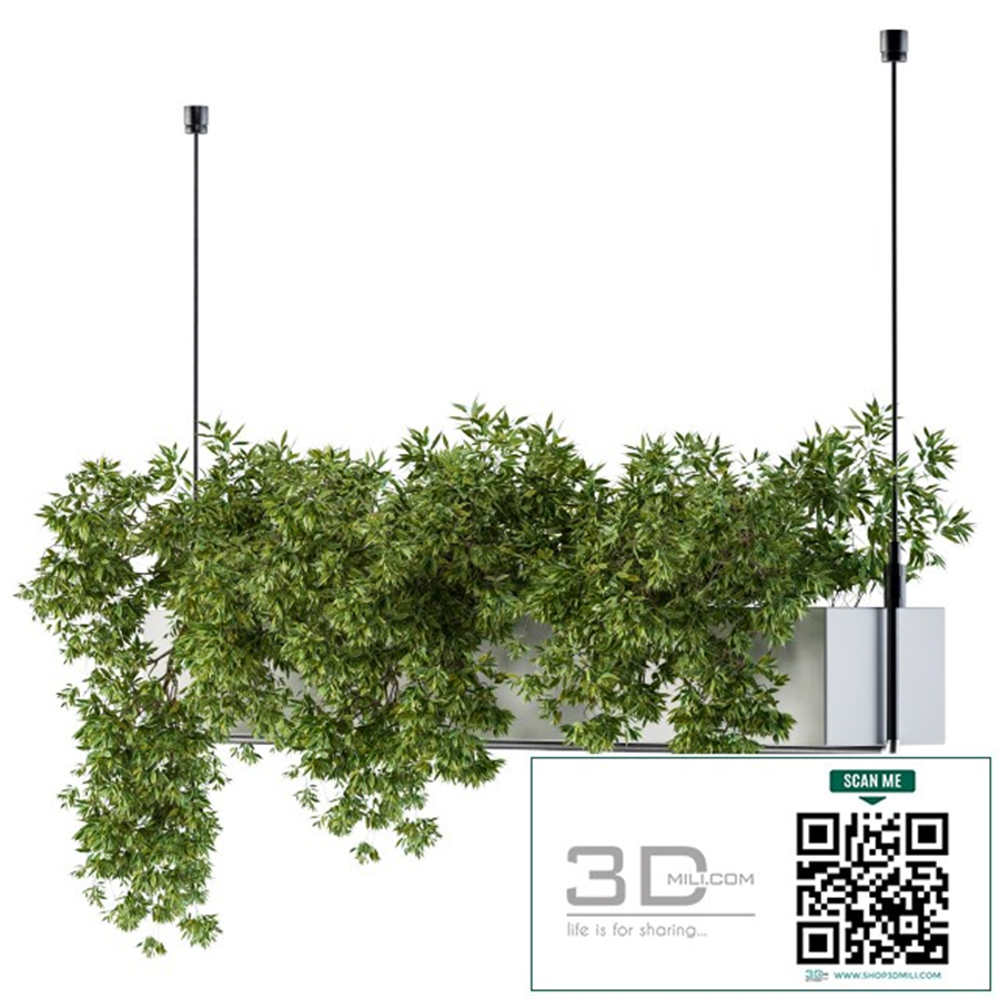Hanging box plant