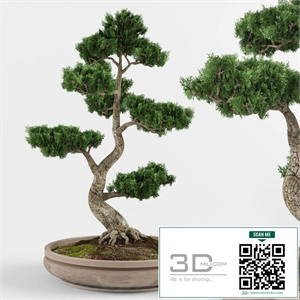 Bonsai decorative tree 01