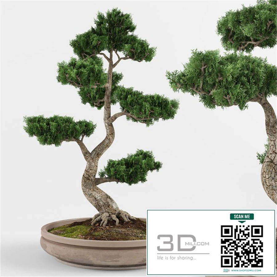 Bonsai decorative tree 01