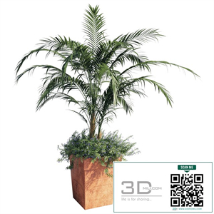 Kentia palm