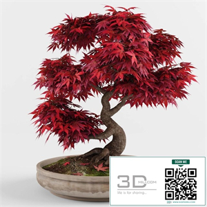 Bonsai japanese maple decorative tree