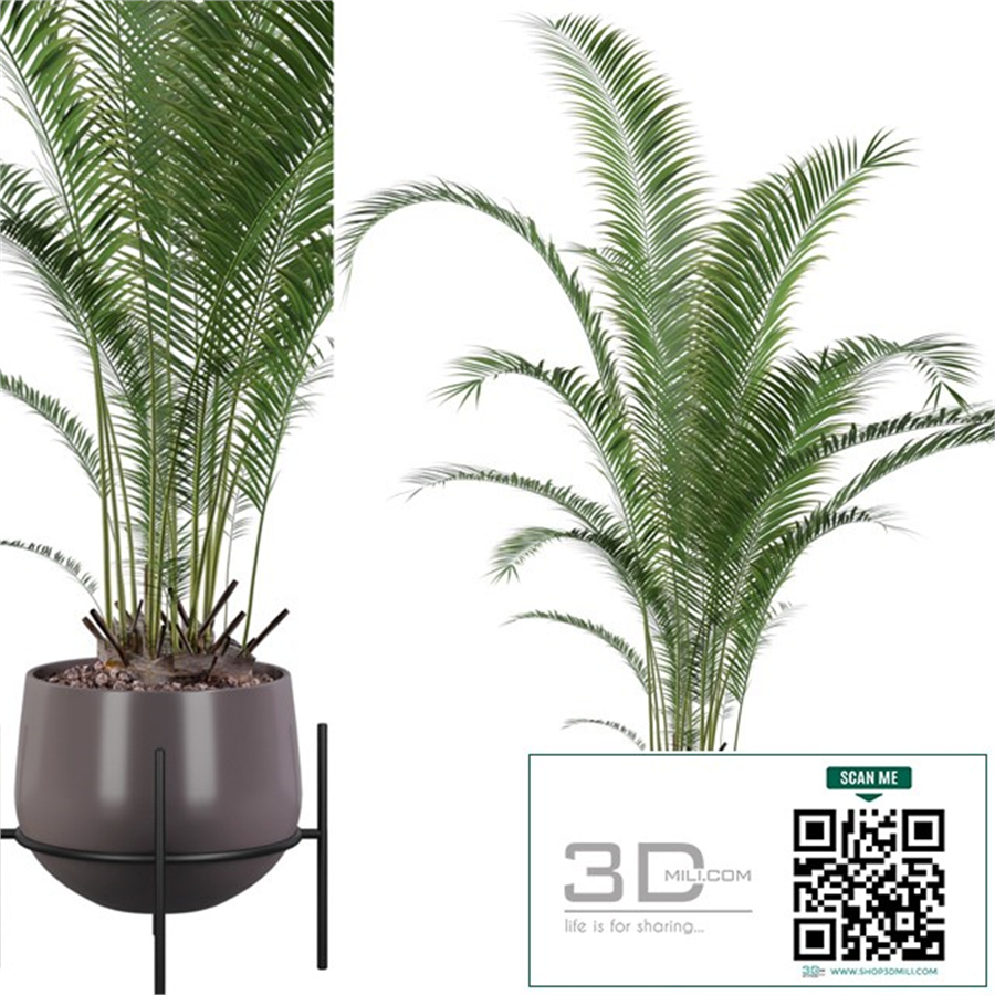 Plants collection 002 - Areca Palm 01