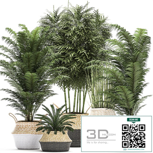 A collection of beautiful lush plants in white baskets with handles with thickets, palm, bamboo, cicada, horsetail. Set 489.