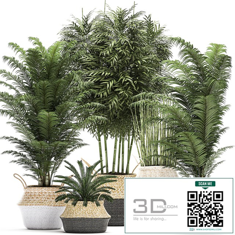 A collection of beautiful lush plants in white baskets with handles with thickets, palm, bamboo, cicada, horsetail. Set 489.