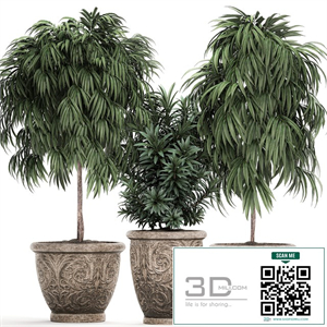 A collection of small ornamental trees for the garden in classic outdoor pots with Ficus ali, Oleander, Topiary. Set 491.