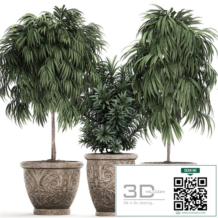 A collection of small ornamental trees for the garden in classic outdoor pots with Ficus ali, Oleander, Topiary. Set 491.