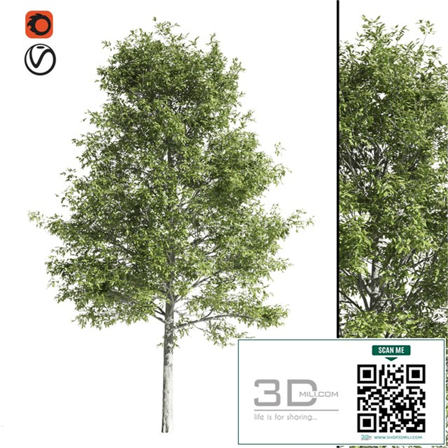 High quality OAK-Tree