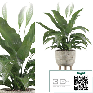 Plants collection 009 - Peace Lily 01