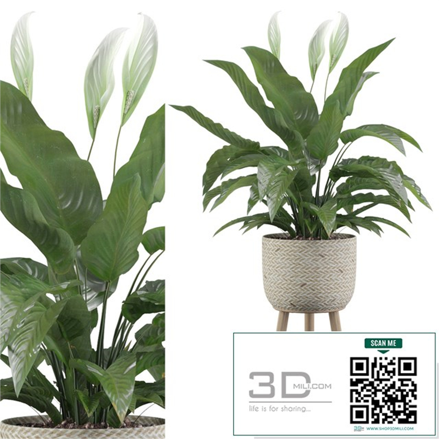 Plants collection 009 - Peace Lily 01