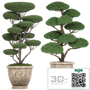 A collection of trees for the garden in classic outdoor pots with Topiary, bonsai, Nivaki. Set of 500.