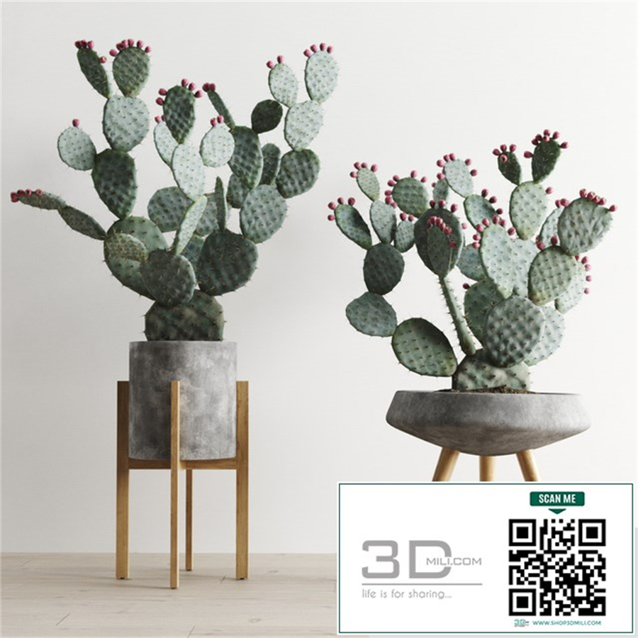 Opuntia In Concrete Planters. Cactus set 1