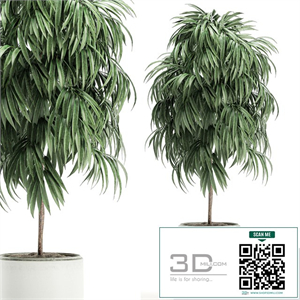 A beautiful small decorative tree in a white modern pot with Ficus Ali. Set 501.