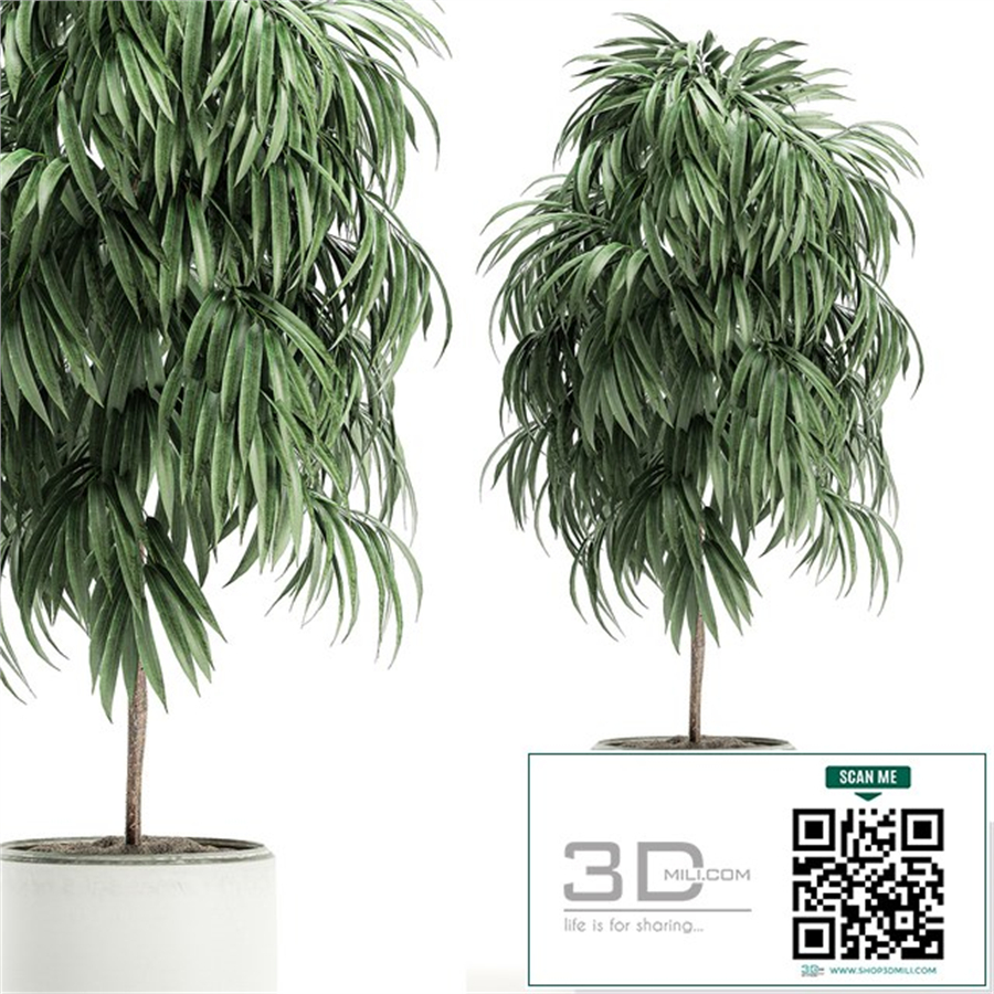 A beautiful small decorative tree in a white modern pot with Ficus Ali. Set 501.
