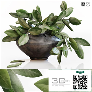 Amazing plant in black vase