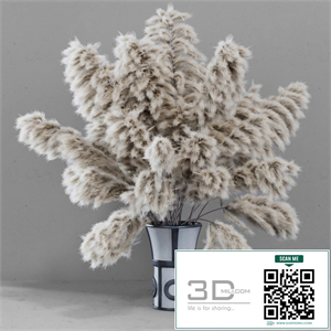 DRIED FLOWERS / pampas grass