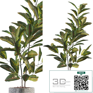Plants collection 008 - Croton 01