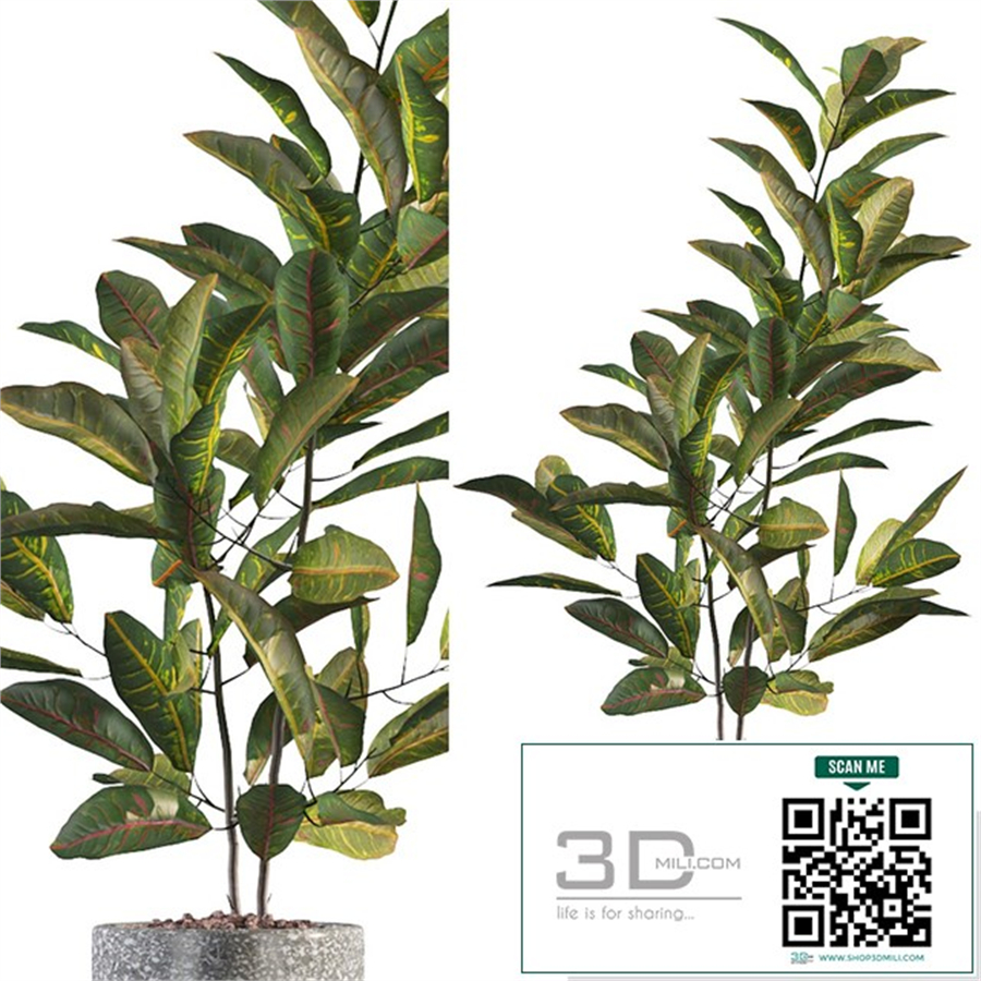 Plants collection 008 - Croton 01