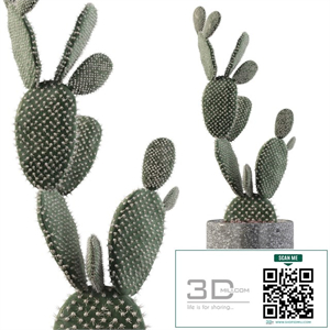 Plants collection 010 - Opuntia microdasys 01
