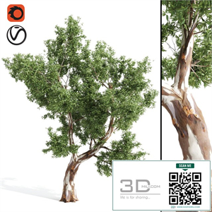 High Quality Eucalyptus tree