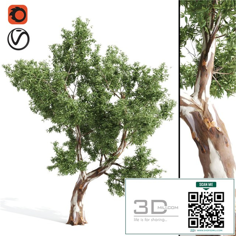 High Quality Eucalyptus tree