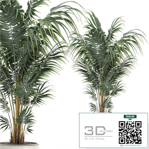 Beautiful decorative lush indoor palm tree in a white modern pot with Hovea, kentia, neanta. Set 518.