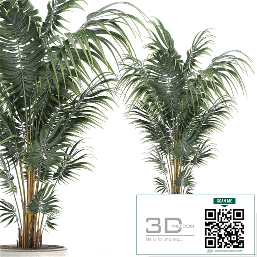 Beautiful decorative lush indoor palm tree in a white modern pot with Hovea, kentia, neanta. Set 518.