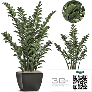 Collection of office plants in black pots with Zamiokulkas flower, money tree. Set 527.