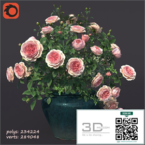 Rose bush in a flowerpot No. 1
