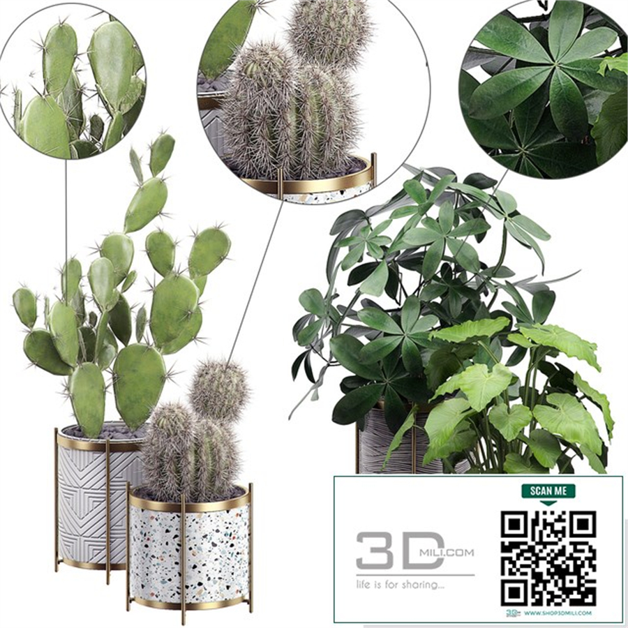 INTERIOR FLOWER PACK 19 - CACTUS. Part 3