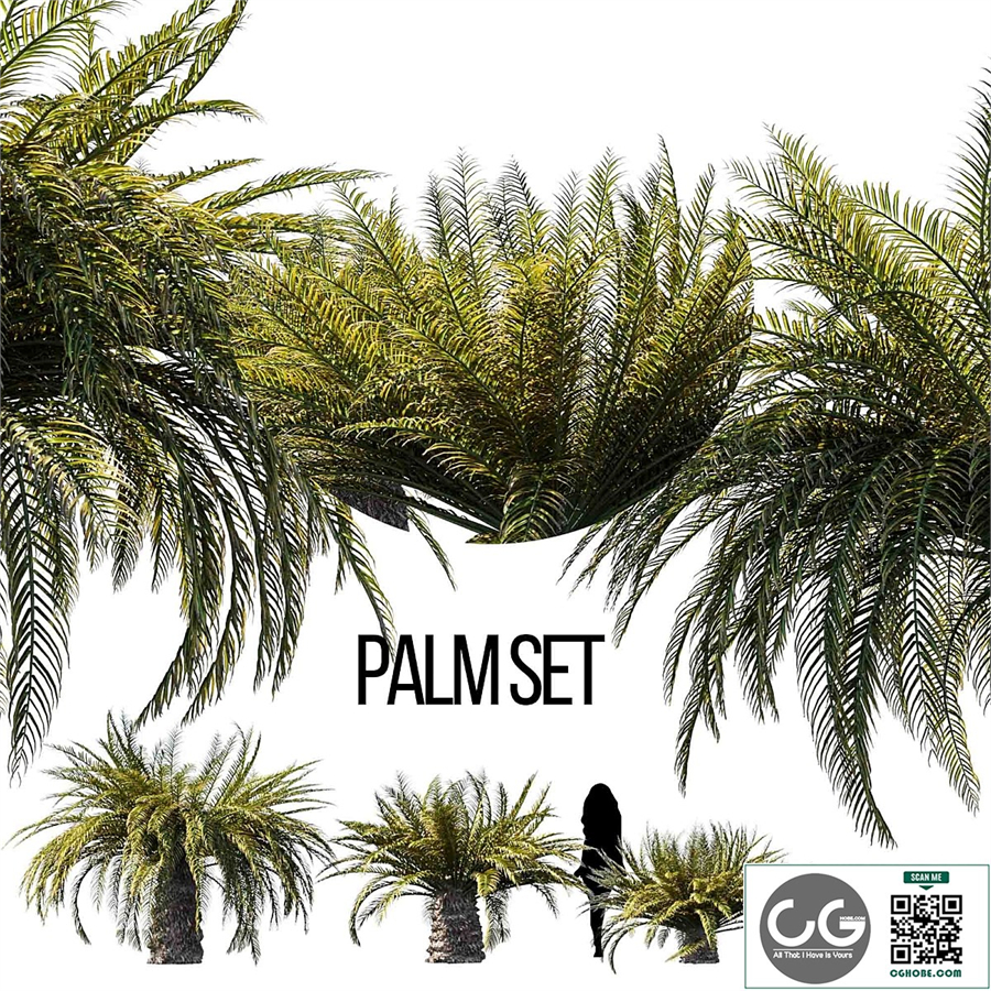 Sago palm