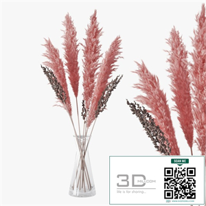 Pampas grass 04