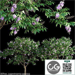 Lagerstroemia speciosa -Giant Crape-myrtle- 01