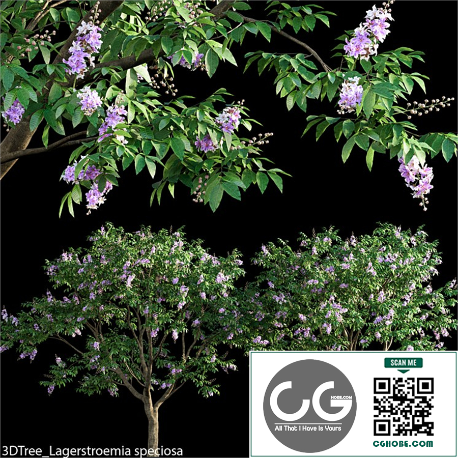 Lagerstroemia speciosa -Giant Crape-myrtle- 01