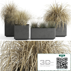 Dry decorative cereals in pots
