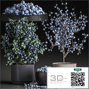 A collection of bouquets of branches with blueberries in black vases with blueberries, a bowl with berries, a blueberry bush. Set 548.