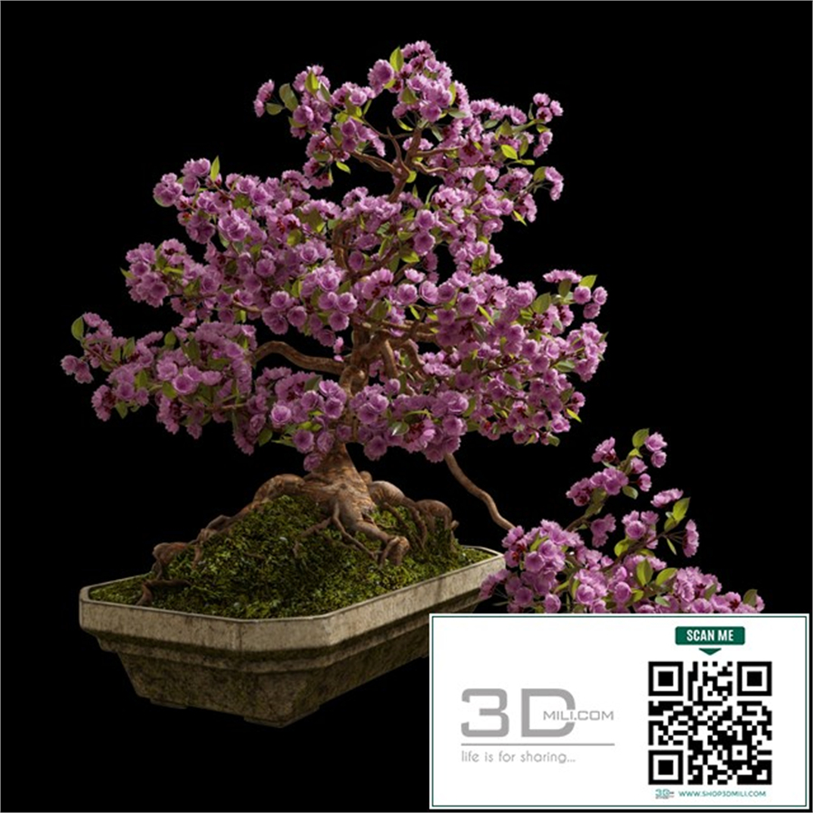 Bonsai sakura