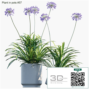Plant in pots # 57: Agapanthus
