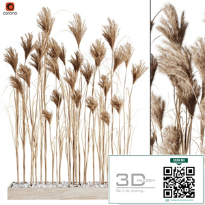 A bunch of Pampas 7